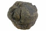 Bumpy Enrolled Morocops (Phacops) Trilobite #86424-1